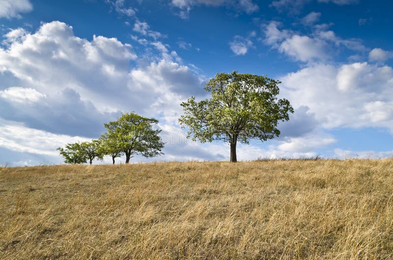 Dramatic Blue Sky, Meadow and a tree