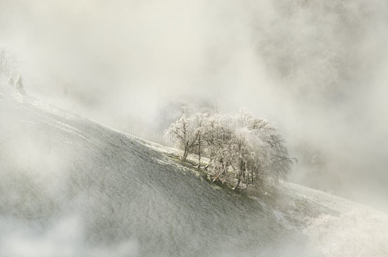 Dramatic clouds over old trees