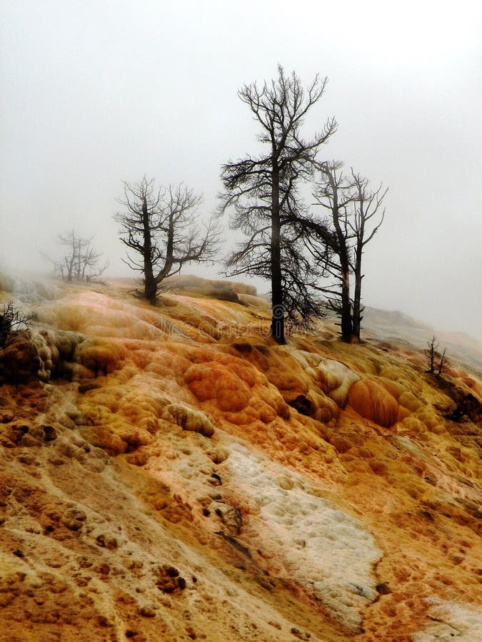 Paesaggio con leafess alberi a Mammoth Hot Springs, nel Parco Nazionale di Yellowstone.