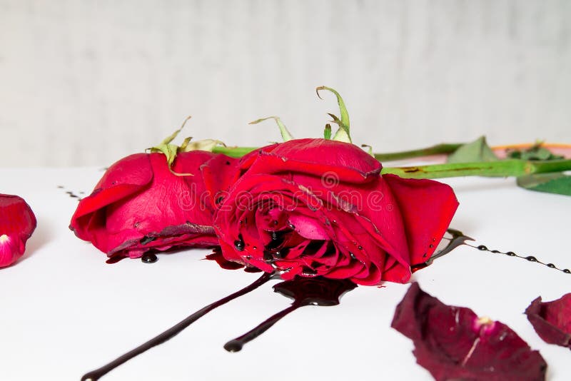 Dramatic Red Roses in Garden on Dark Green Background in Evening Stock