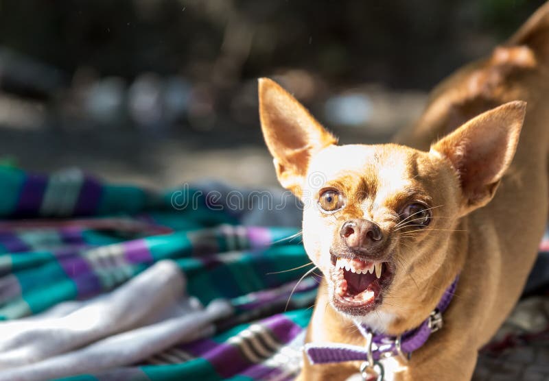 Chihuahua Angry Off 74 Www Usushimd Com