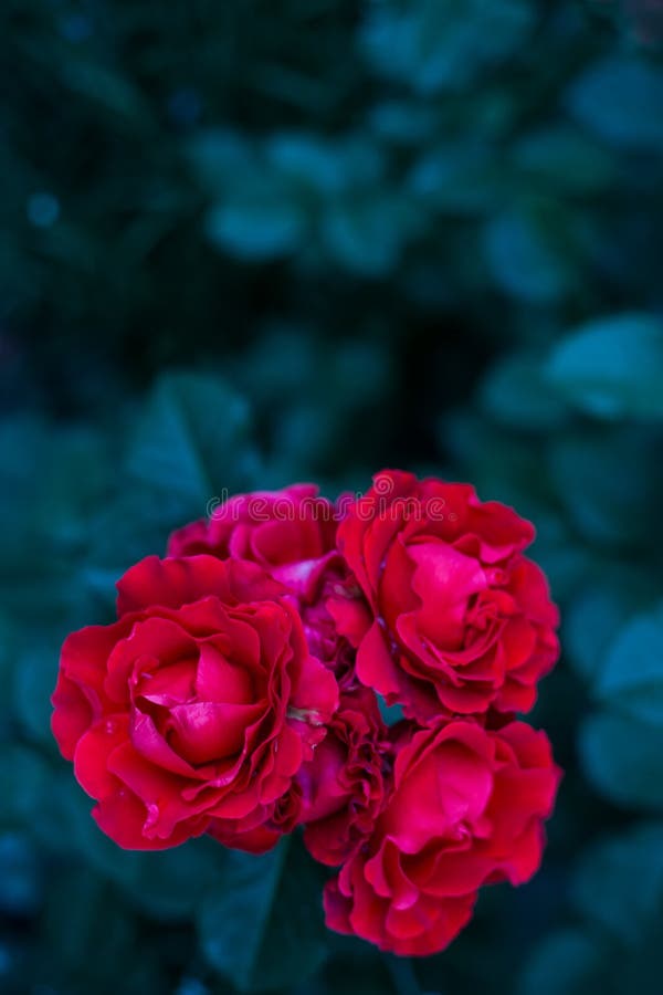 Dramatic red roses in garden on dark green background in evening stock photos Dramatic red roses in garden on dark green background in evening stock photos