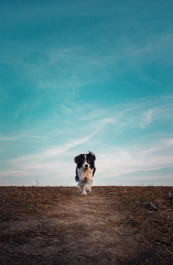 Dramatic scene lonely dog walking a pathway on desolate field under the clear blue sky copy space. Cold, windy autumn day