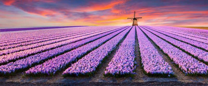 Dramatic spring scene on the flowers farm.