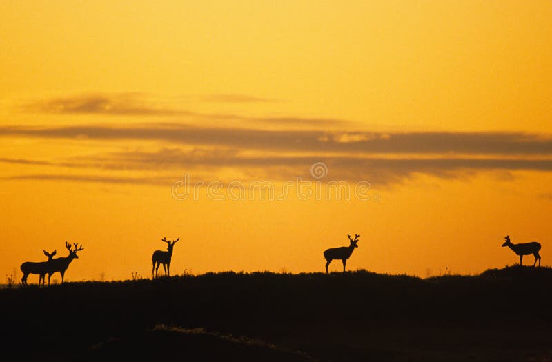 Mule Deer Sunset Stock Photo