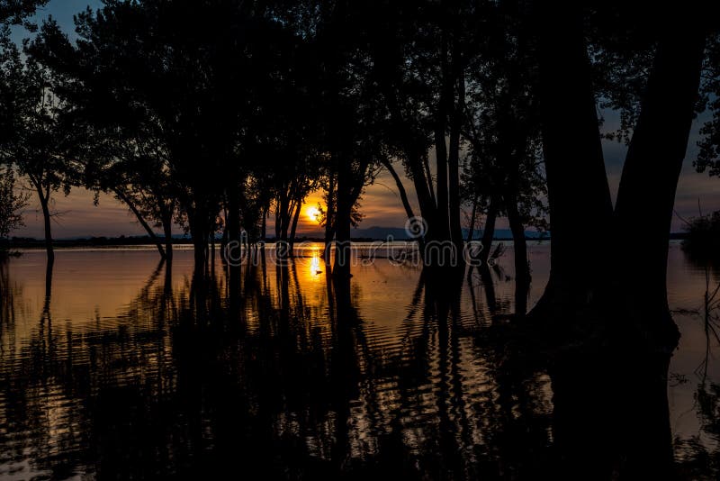 Sun rises through the trees of a flodded forest royalty free stock photo Sun rises through the trees of a flodded forest royalty free stock photo
