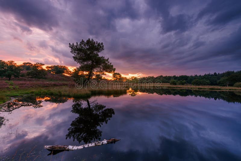 Dramatic sunset in NP The Maasduinen. With reflection in the water and heather blooming.