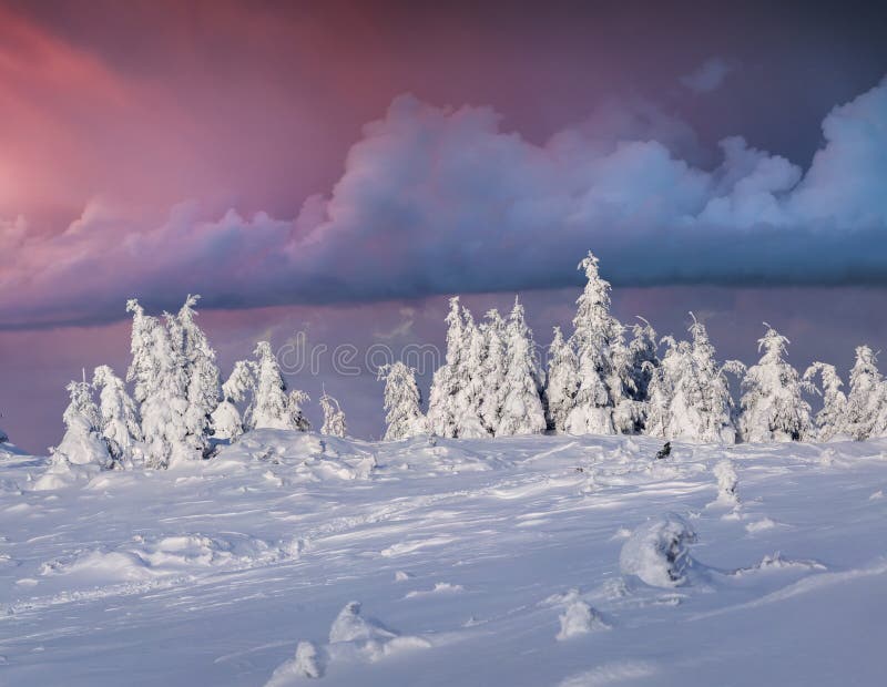 Dramatic winter sunrise in Carpathian mountains with snow cowered fit trees