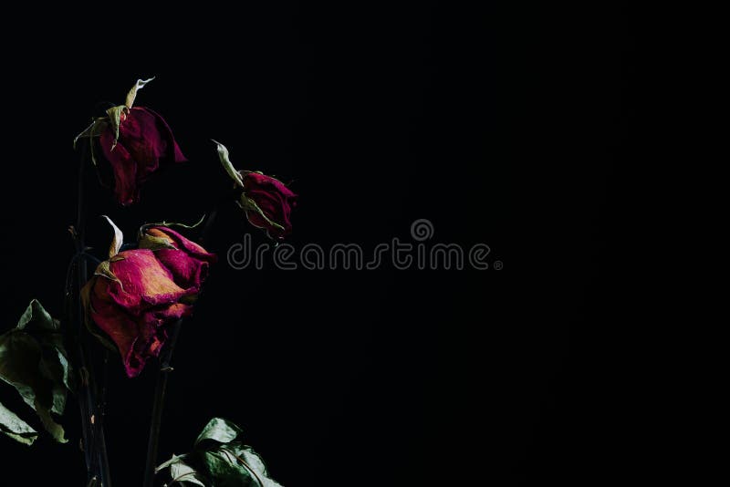 Dramatic withered roses vintage tone on black background with co stock photos Dramatic withered roses vintage tone on black background with co stock photos