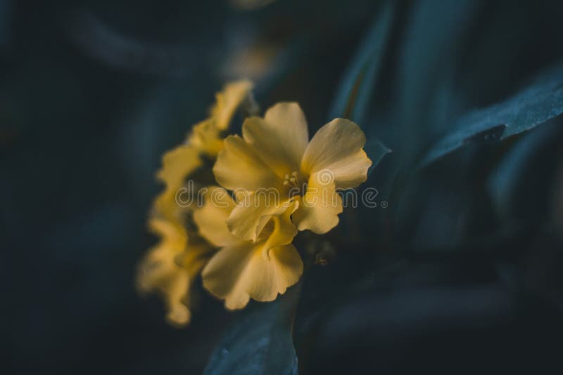 22 138 Spotted Flower Photos Free Royalty Free Stock Photos From Dreamstime 22 138 Spotted Flower Photos Free Royalty Free Stock Photos From Dreamstime
