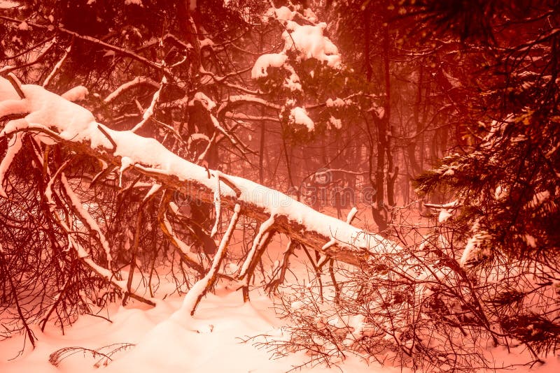 Dramatiskt fal för fantastisk för jul mystisk skog för vinter snöig fotografering för bildbyråer Dramatiskt fal för fantastisk för jul mystisk skog för vinter snöig fotografering för bildbyråer