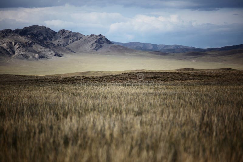 Mongolischer Hund stockfoto. Bild von hund, berge, berg 27364268
