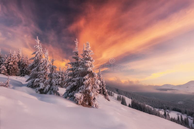 Drastische winterliche Szene mit schneebedeckten Bäumen