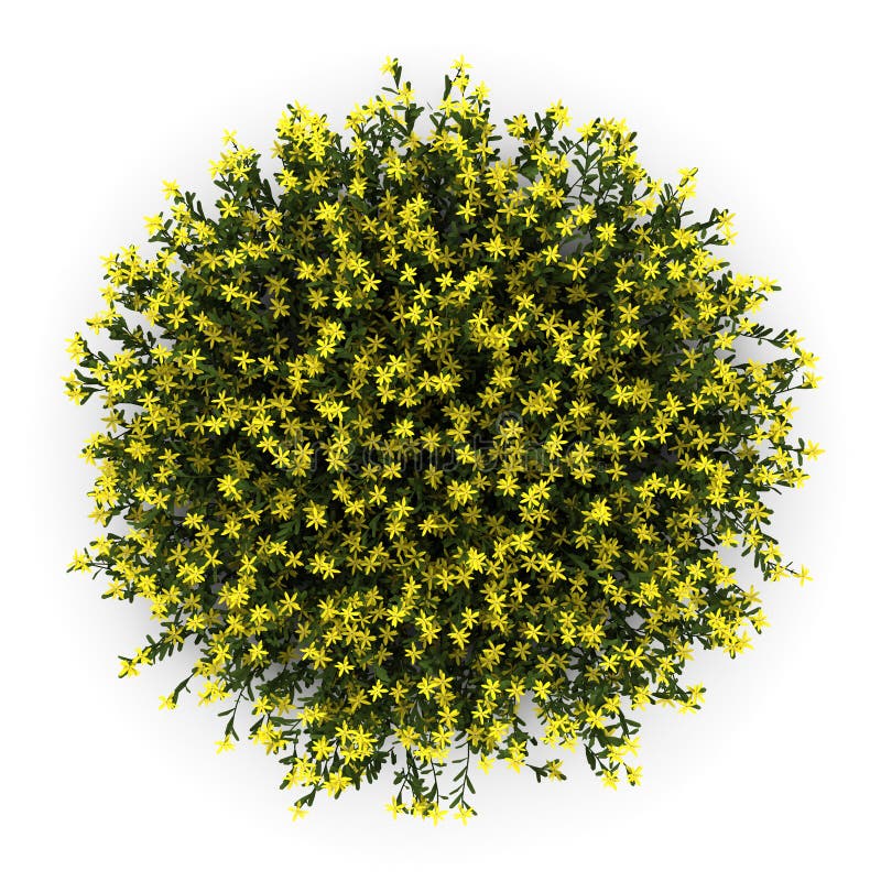 Draufsicht der Besenblumen getrennt auf Weiß lizenzfreie abbildung