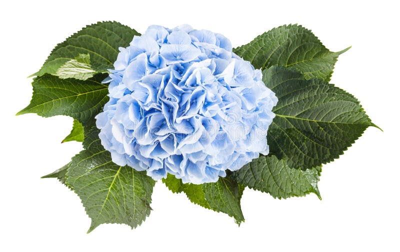 Draufsicht der frischen Hortensieblume lokalisiert lizenzfreie stockfotografie Draufsicht der frischen Hortensieblume lokalisiert lizenzfreie stockfotografie