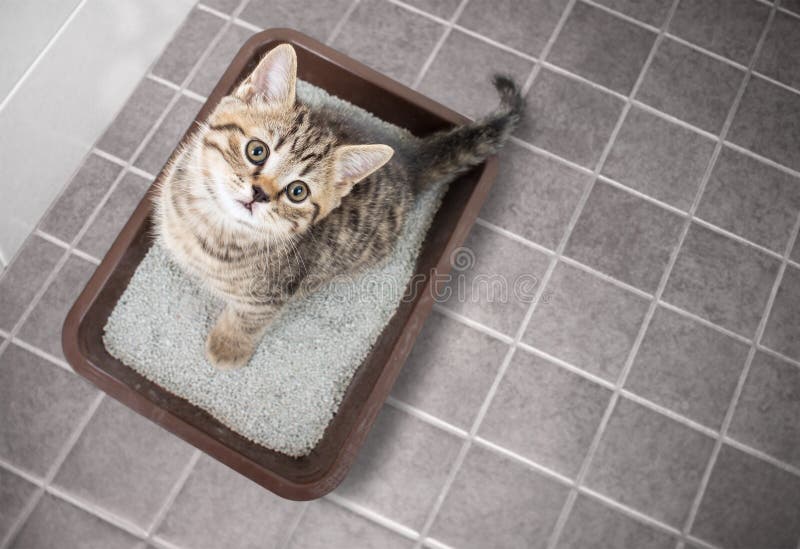 Cat top view sitting in litter box with sand bathroom room. Cat top view sitting in litter box with sand bathroom room