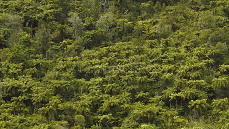 Draufsicht von dichtem tropischem Forest Green Palm Trees lizenzfreie stockfotos Draufsicht von dichtem tropischem Forest Green Palm Trees lizenzfreie stockfotos