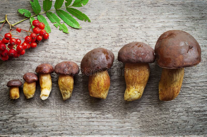 Draufsicht von Kiefer Bolete (Boletus pinophilus) vermehrt sich die Sammlung explosionsartig, die in der Reihe von kleinem zu gro lizenzfreie stockfotos Draufsicht von Kiefer Bolete (Boletus pinophilus) vermehrt sich die Sammlung explosionsartig, die in der Reihe von kleinem zu gro lizenzfreie stockfotos