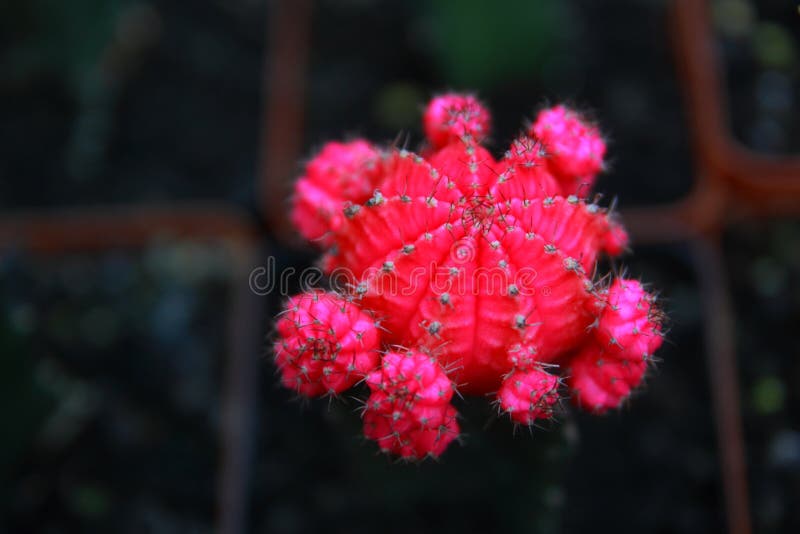 Draufsichtkaktusgarten, Mittelfokus stockfotos Draufsichtkaktusgarten, Mittelfokus stockfotos