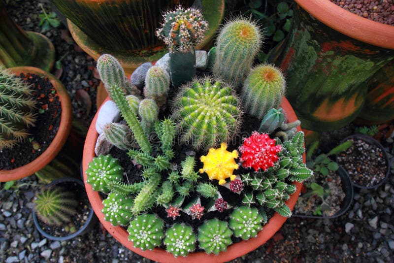 Draufsichtkaktusgarten, Mittelfokus stockfoto Draufsichtkaktusgarten, Mittelfokus stockfoto