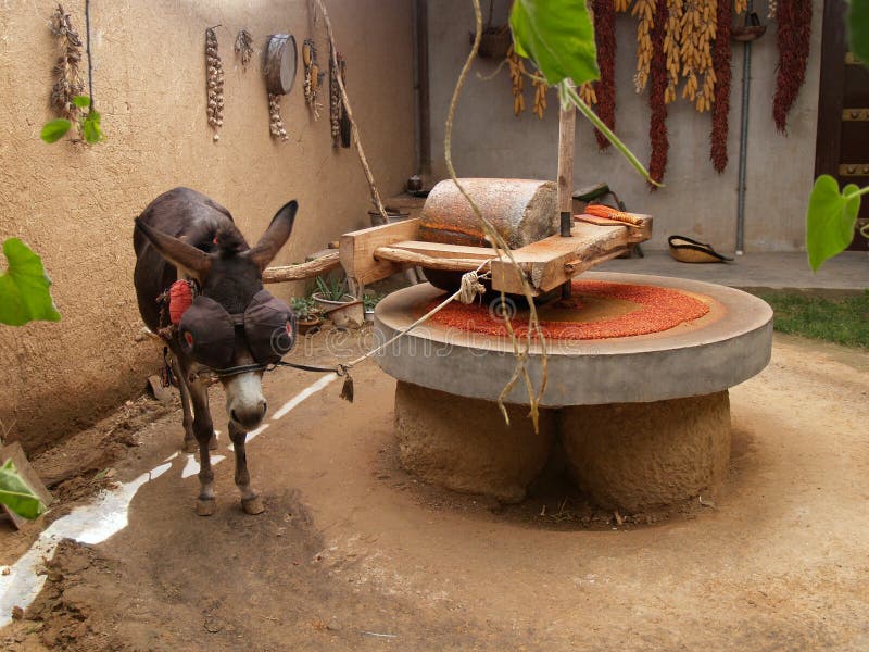 Draught donkey powering millstone