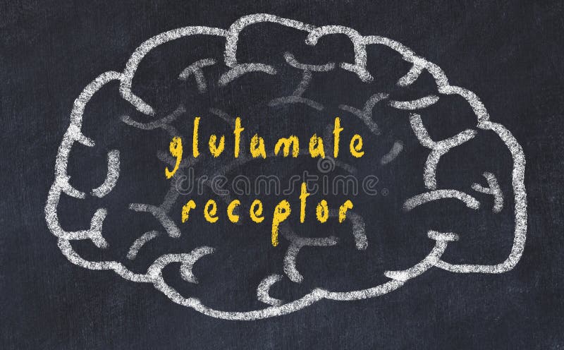 Drawind of human brain on chalkboard with inscription glutamate receptor stock illustration Drawind of human brain on chalkboard with inscription glutamate receptor stock illustration