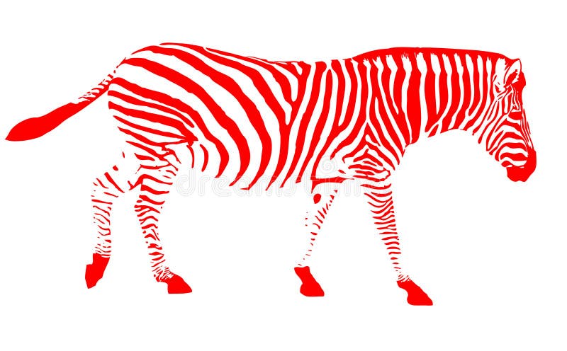 Red Zebra Walking Portrait Izolated on a White Background Stock  Illustration - Illustration of walking, stripes: 171888053