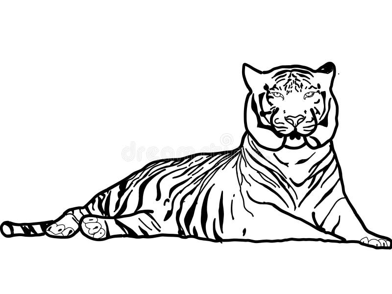 Stock Art Drawing of a Bengal Tiger