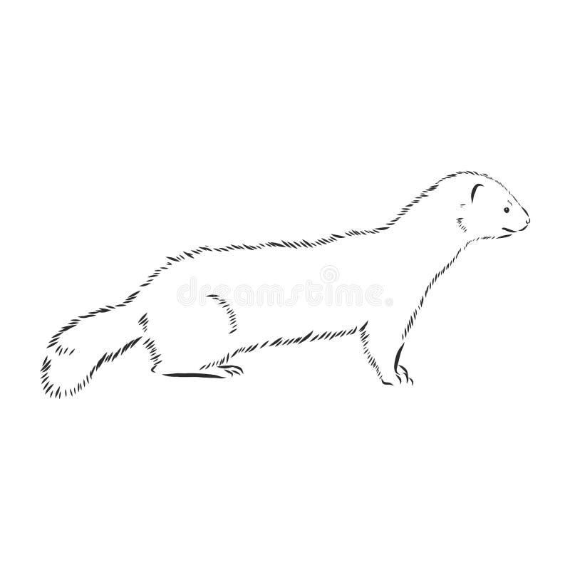 Drawing of ferret, vector illustration isolated on white. mink animal, vector sketch illustration stock illustration
