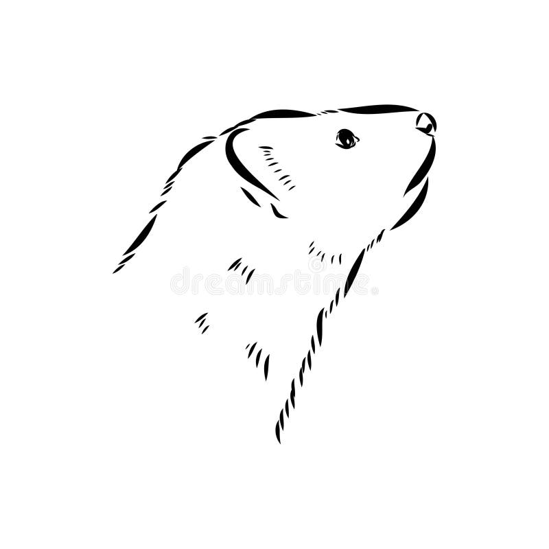Drawing of ferret, vector illustration isolated on white. mink animal, vector sketch illustration vector illustration