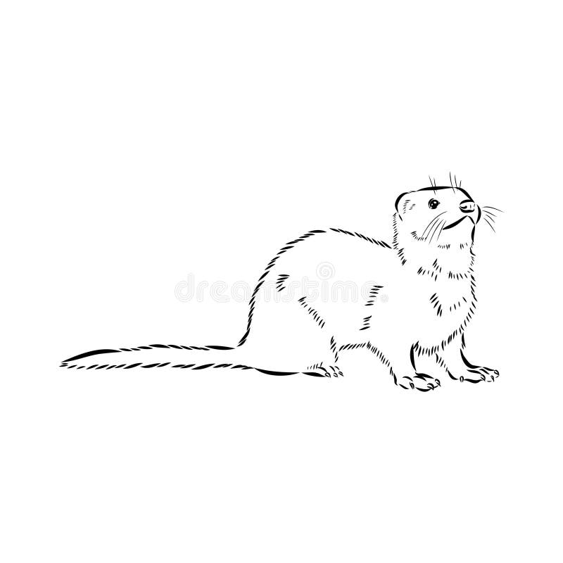 Drawing of ferret, vector illustration isolated on white. mink animal, vector sketch illustration stock illustration