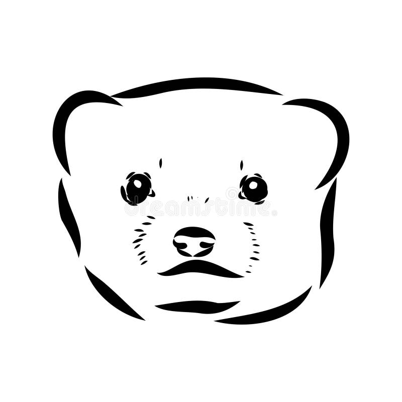 Drawing of ferret, vector illustration isolated on white. mink animal, vector sketch illustration stock illustration