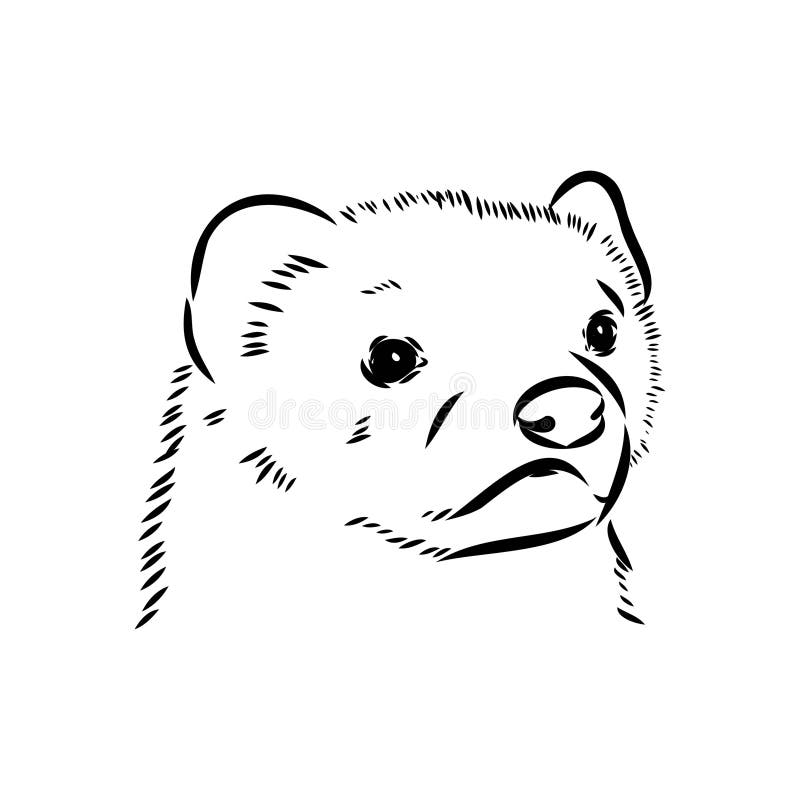 Drawing of ferret, vector illustration isolated on white. mink animal, vector sketch illustration stock illustration