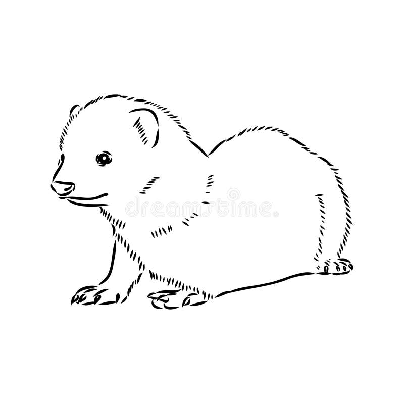 Drawing of ferret, vector illustration isolated on white. mink animal, vector sketch illustration vector illustration
