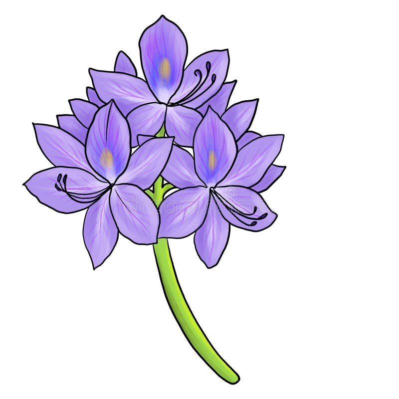 Water Hyacinth Close Up High-Res Vector Graphic - Getty Images