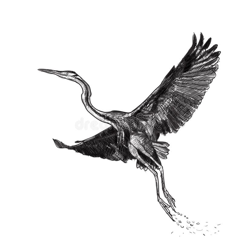 Drawing of flying Purple heron bird on white background, i