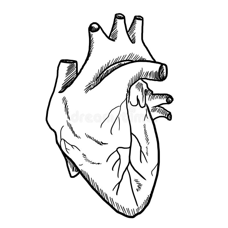 Drawing of Human Heart stock illustration. Illustration of valentine ...
