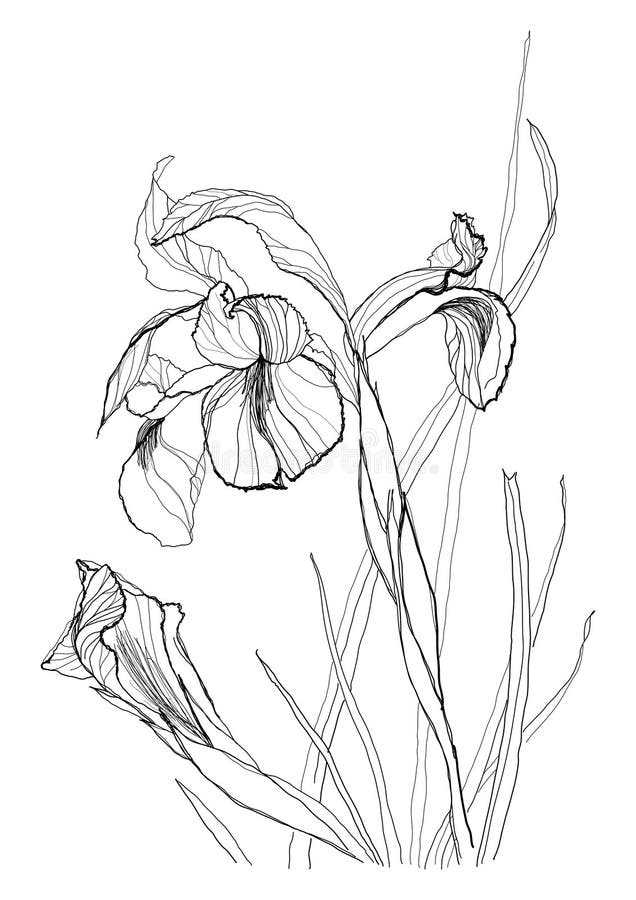 Drawing irises 2 stock vector. Illustration of flower - 35947164