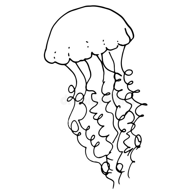 Drawing of Jellyfish. a Hand-drawn Sketch-style Jellyfish with Long ...