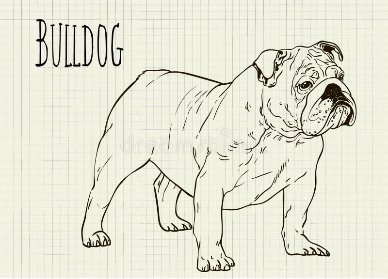 sheee bulldog