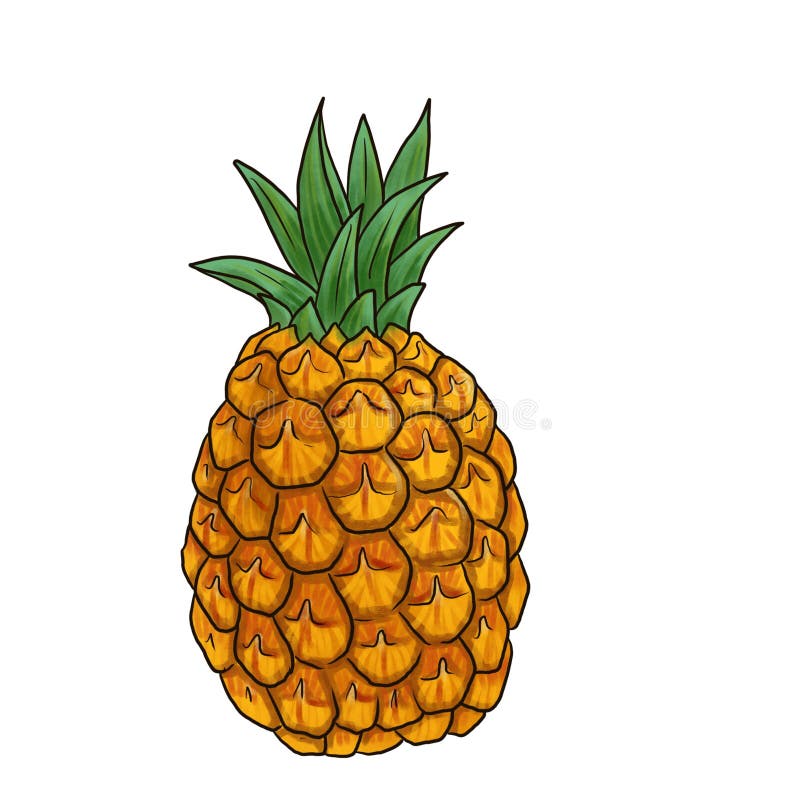 Pineapple, Drawing Fruit at White Background Stock Illustration