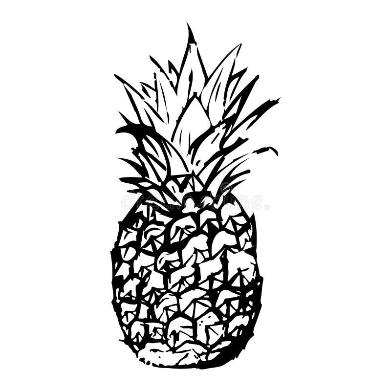 A Drawing of a Pineapple Made by Hand. Stock Illustration Illustration of ripe, tropical