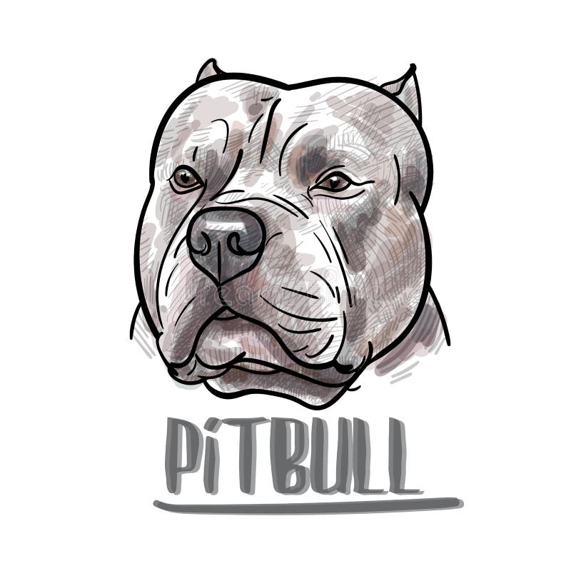 Drawing Of Pitbull Head On White Background Stock Illustration