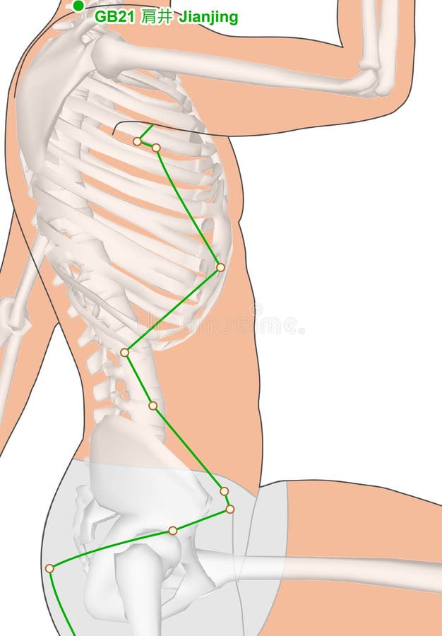 Drawing with Skeleton, Acupuncture Point GB21 Jianjing, Gall Bladder Meridian, 3D Illustration stock illustration Drawing with Skeleton, Acupuncture Point GB21 Jianjing, Gall Bladder Meridian, 3D Illustration stock illustration