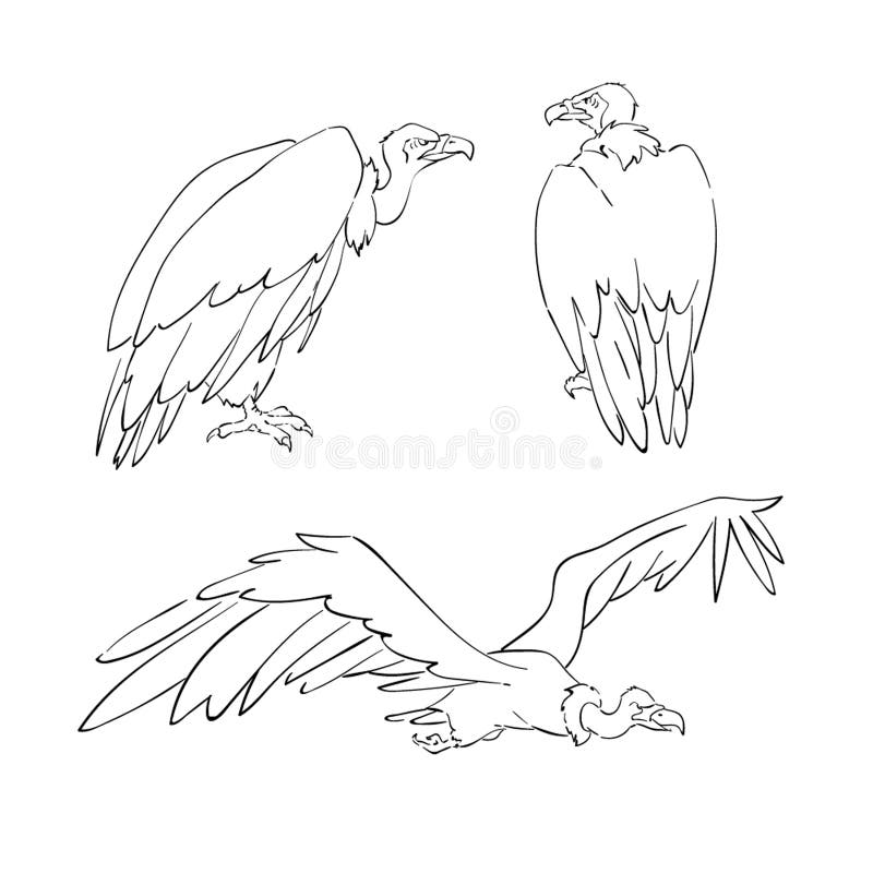 vulture drawing