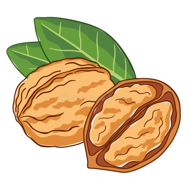 Walnuts.Vector Illustration of Walnuts Stock Vector Illustration of
