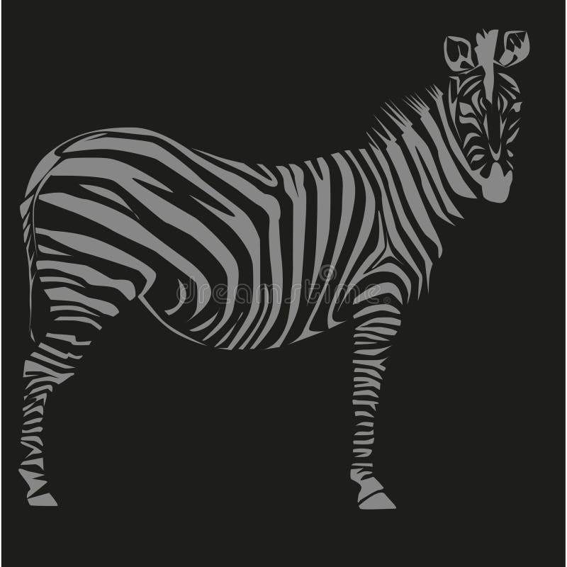 Drawing of a zebra stock illustration. Illustration of tail - 19804406