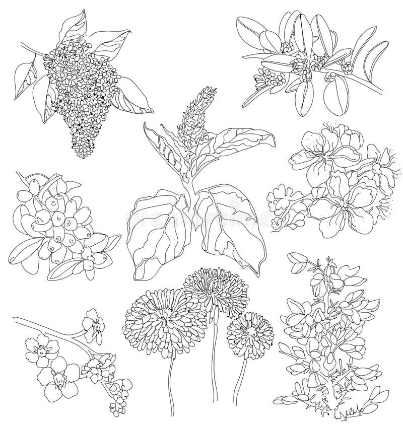 Drawings of flowers
