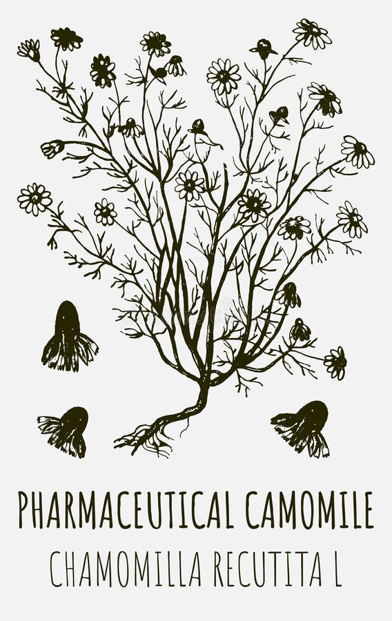 Drawings of PHARMACEUTICAL CAMOMILE. Hand drawn illustration. Latin name MATRICARIA RECUTITA L