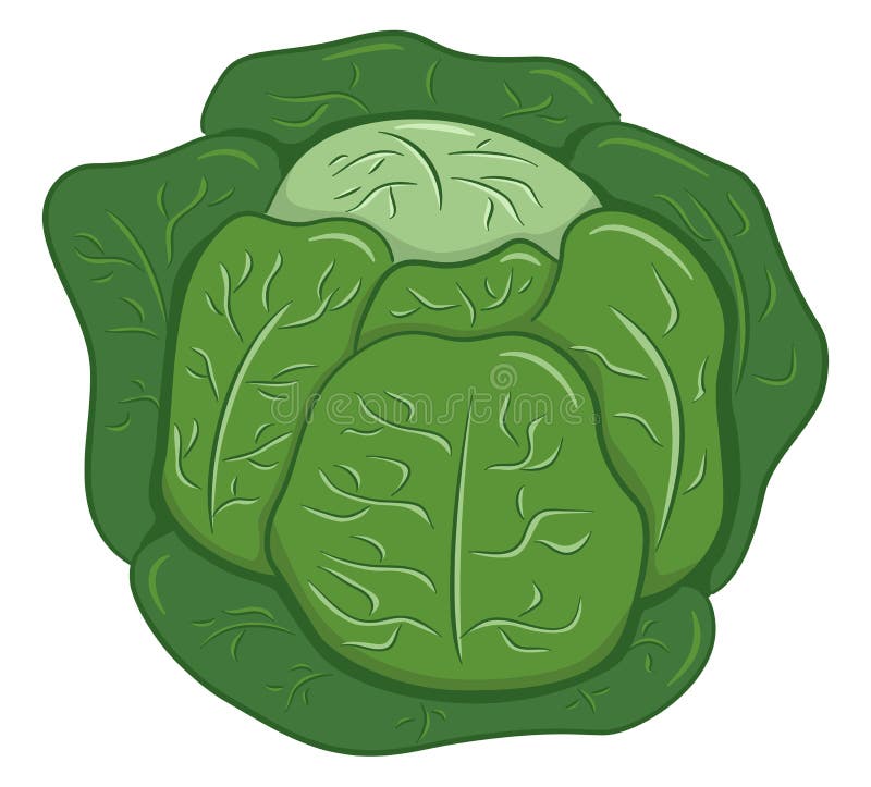 Drawn Cartoon White Cabbage Stock Vector Illustration of ingredient